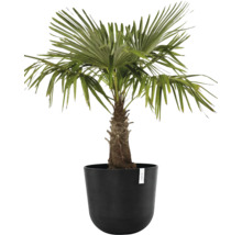 Hanfpalme in einem Pflanzgefäß