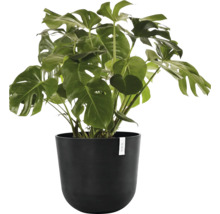 Monstera Zimmerpflanze in einem schwarzen Topf