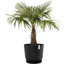 Hanfpalme in einem schwarzen Topf