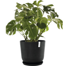 Monstera Zimmerpflanze in einem Topf