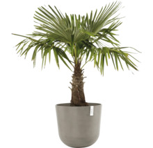 Hanfpalme im Pflanzgefäß