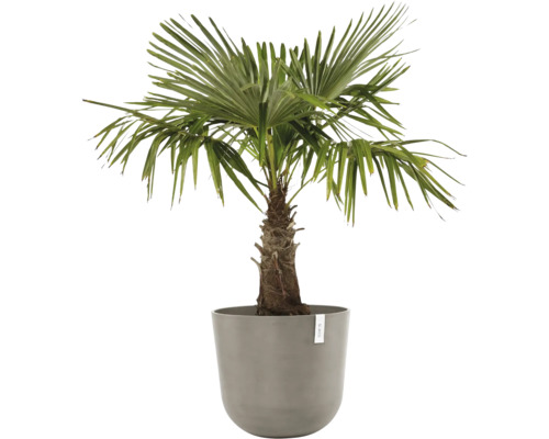 Hanfpalme im Pflanzgefäß