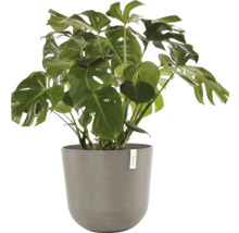 Monstera Zimmerpflanze im Topf