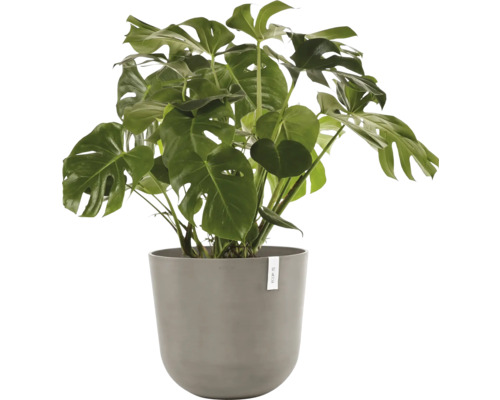 Monstera Zimmerpflanze im Topf