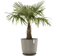 Hanfpalme in einem Pflanzgefäß