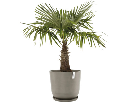 Hanfpalme in einem Pflanzgefäß