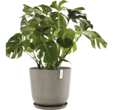 Monstera Zimmerpflanze in einem Topf