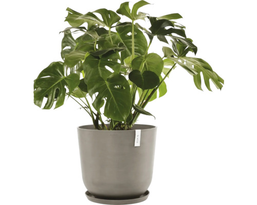 Monstera Zimmerpflanze in einem Topf