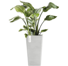 Strelitzie im eckigen Pflanzgefäß