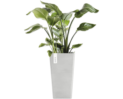 Strelitzie im eckigen Pflanzgefäß