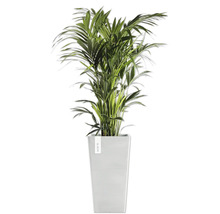 Areca Palme im Topf