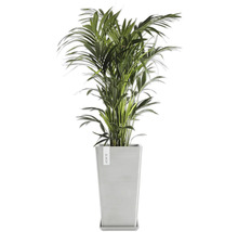 Areca Palme in einem Topf