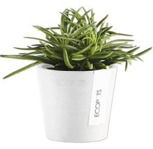 Senecio barbertonicus im Topf