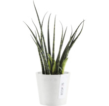 Sansevieria Pflanze im Topf