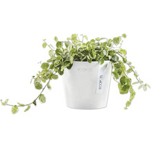 Ecopots Pflanztopf mit Ficus Pumila Pflanze