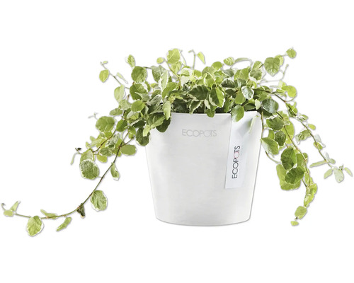 Ecopots Pflanztopf mit Ficus Pumila Pflanze