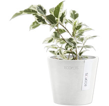 Benjamini Zimmerpflanze im Topf