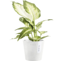 Dieffenbachie Pflanze in einem Topf