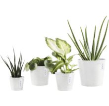 Verschiedene Zimmerpflanzen in weißen Töpfen