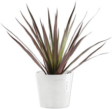 Keulenlilie im weißen Pflanzgefäß