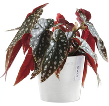 Begonie in weißem Topf