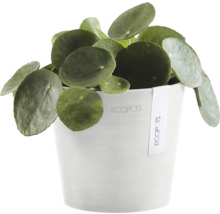 Glückstaler-Pflanze in einem Ecopots Blumentopf