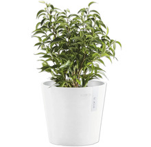 Benjamin-Feige im Topf für den Innenbereich