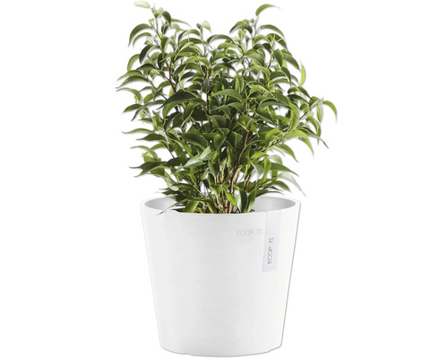 Benjamin-Feige im Topf für den Innenbereich