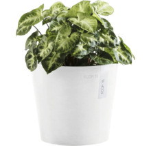 Pfeilblatt Pflanze in weißem Topf