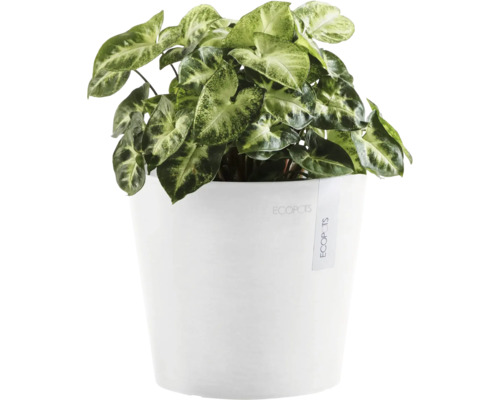 Pfeilblatt Pflanze in weißem Topf