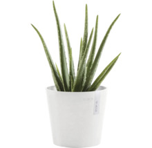 Aloe Vera Pflanze in einem Topf