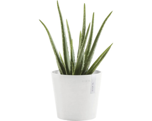 Aloe Vera Pflanze in einem Topf