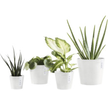 Vier Zimmerpflanzen in weißen Töpfen
