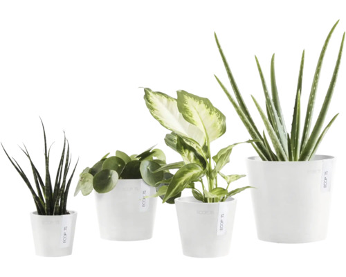 Vier Zimmerpflanzen in weißen Töpfen