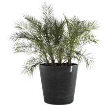 Dattelpalme in einem Pflanzgefäß