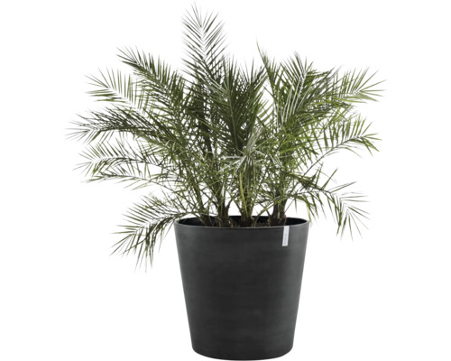 Dattelpalme in einem Pflanzgefäß