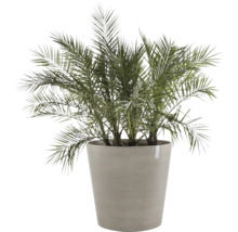 Dattelpalme im Topf für den Innenbereich