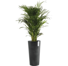 Areca Palme im Pflanzgefäß