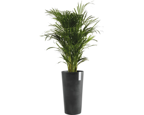 Areca Palme im Pflanzgefäß