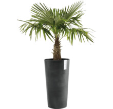 Hanfpalme im Pflanzgefäß