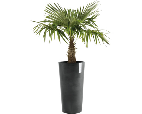 Hanfpalme im Pflanzgefäß
