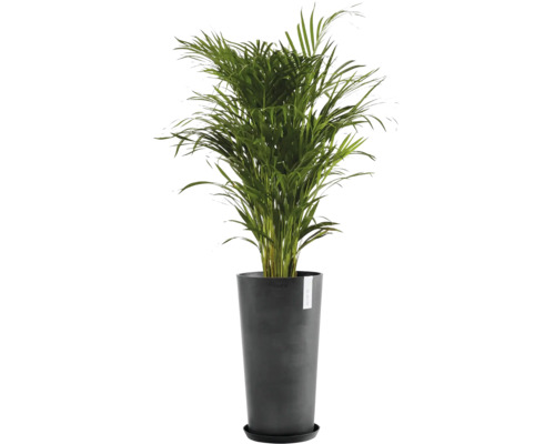 Goldfruchtpalme in schwarzem Pflanzgefäß