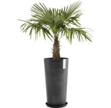 Hanfpalme im schwarzen Pflanzgefäß