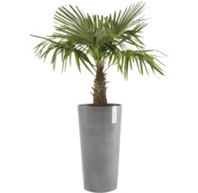 Hanfpalme im Pflanzgefäß