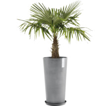 Hanfpalme im Topf für den Innenbereich