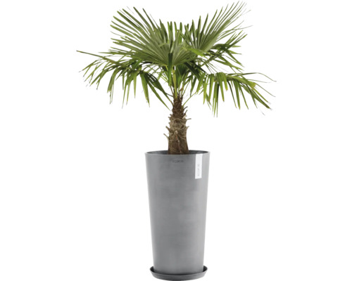 Hanfpalme im Topf für den Innenbereich