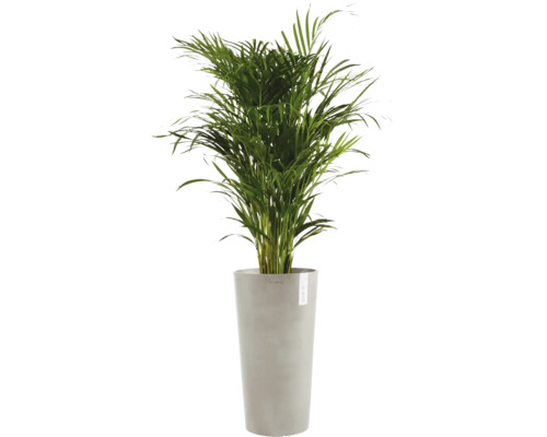 Arecapalme im Pflanzgefäß