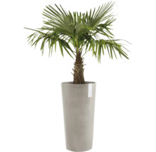 Chinesische Hanfpalme im Pflanzgefäß