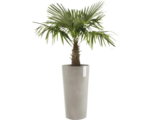 Chinesische Hanfpalme im Pflanzgefäß