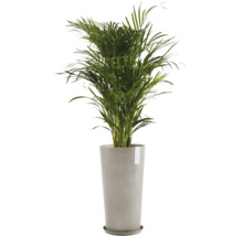 Areca Palme im Topf